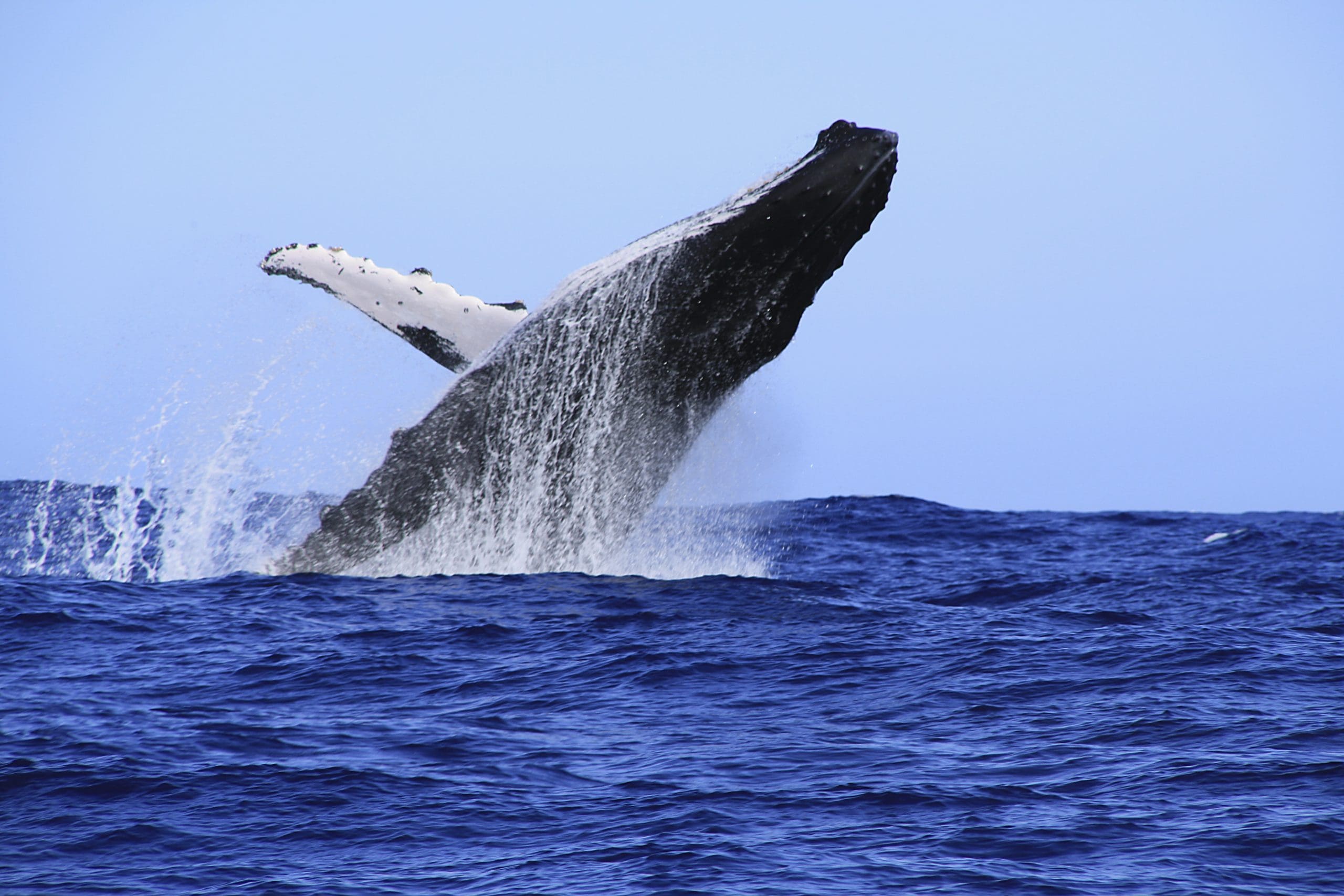 Sortie en bateau, observation des baleines et dauphins