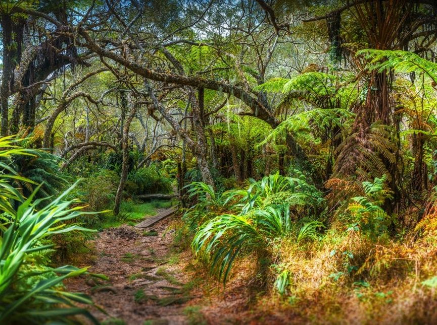 Sentier botanique de Bébour et Bras Cabot